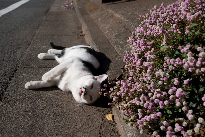 立川市の猫