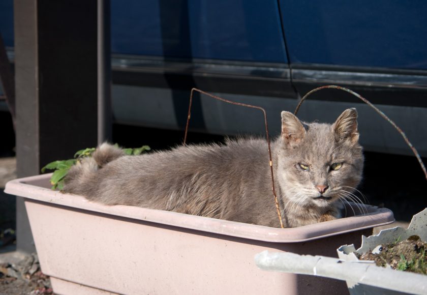 瑞穂町の猫