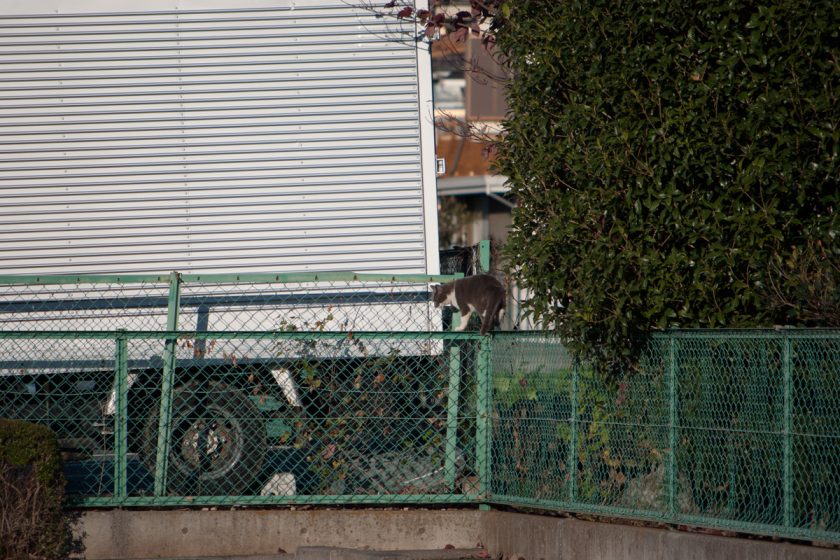 立川市の猫