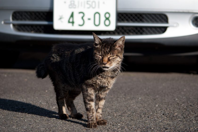 大田区の猫