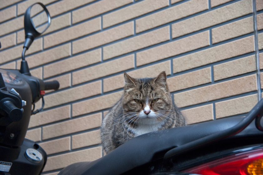 横須賀市の猫