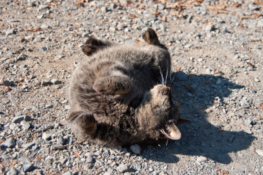 檜原村の猫