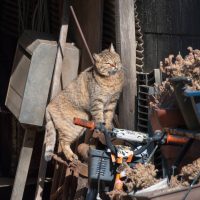東久留米市の猫