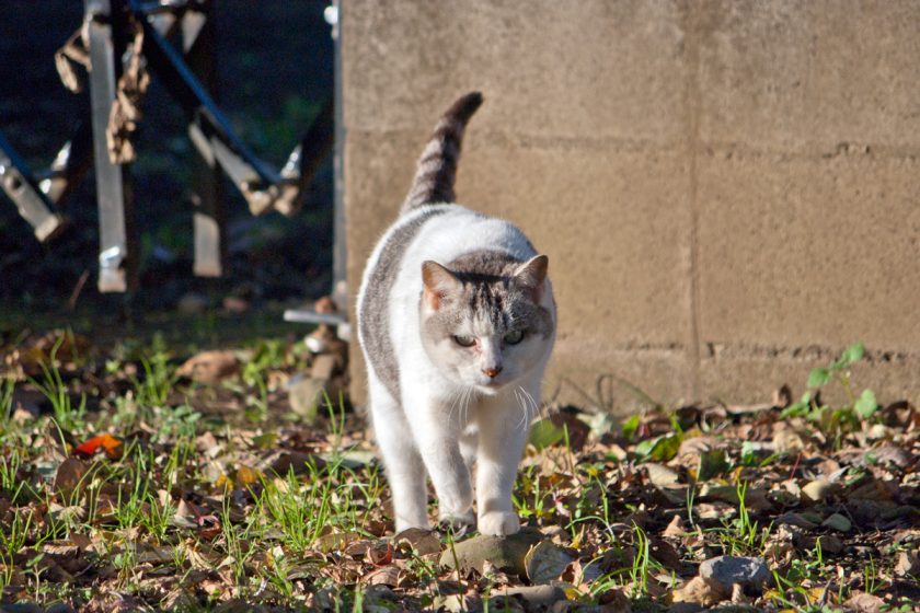 武蔵村山市の猫