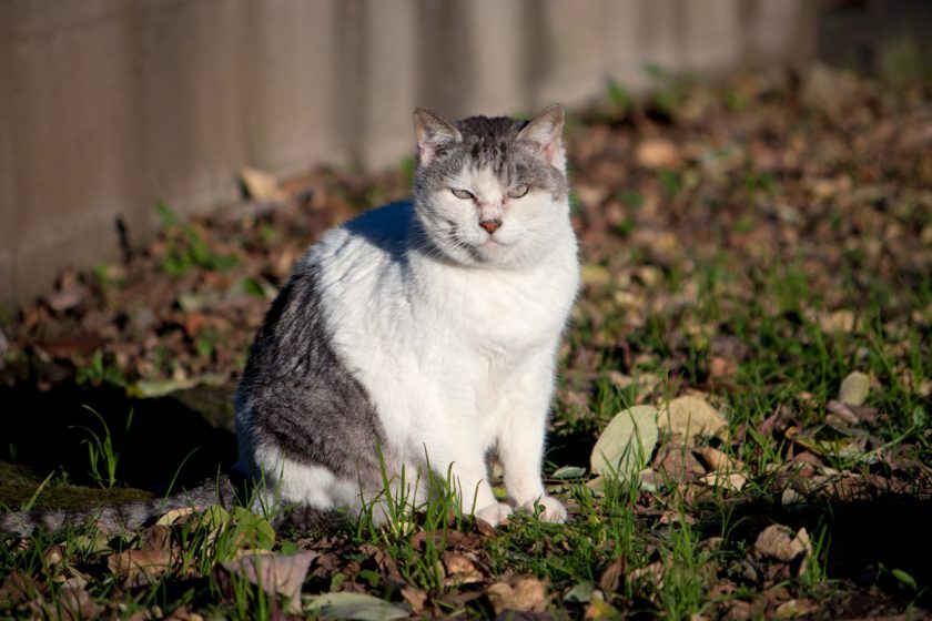 武蔵村山市の猫