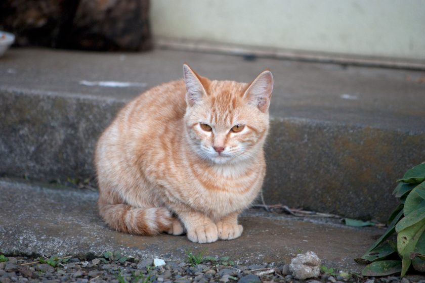 立川市の猫