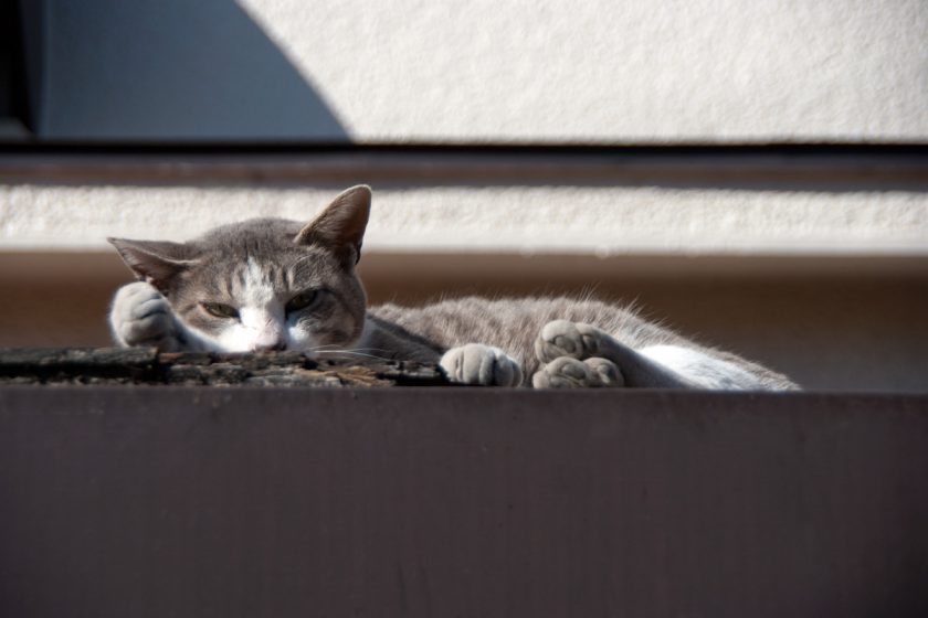 立川市の猫