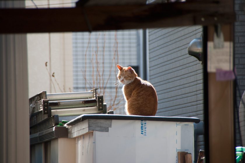 立川市の猫