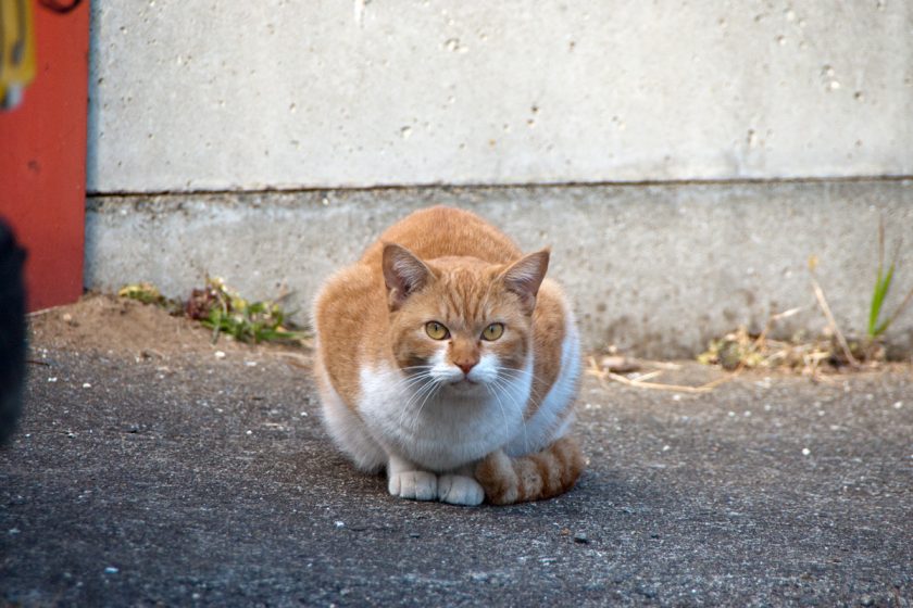 成田市の猫