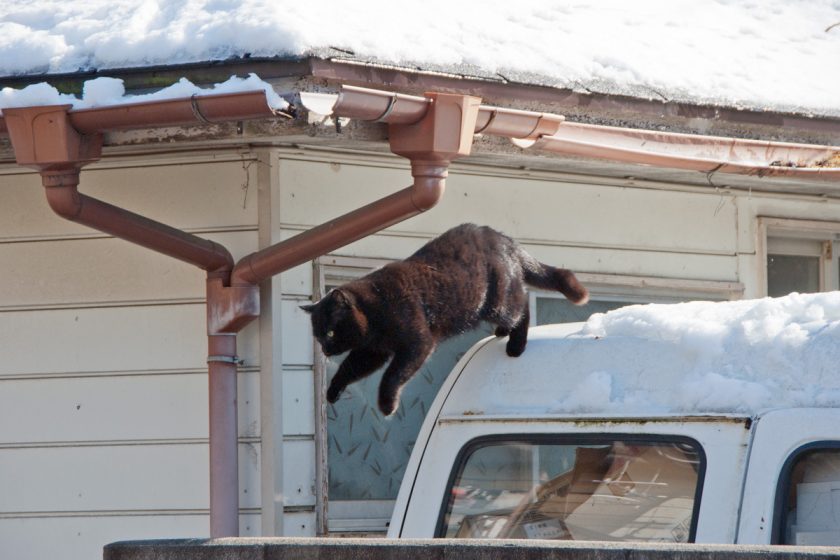 立川市の猫