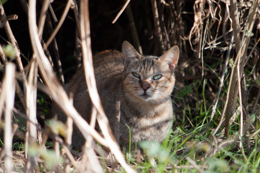 昭島市の猫