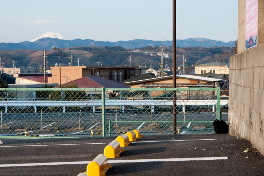 昭島市の猫