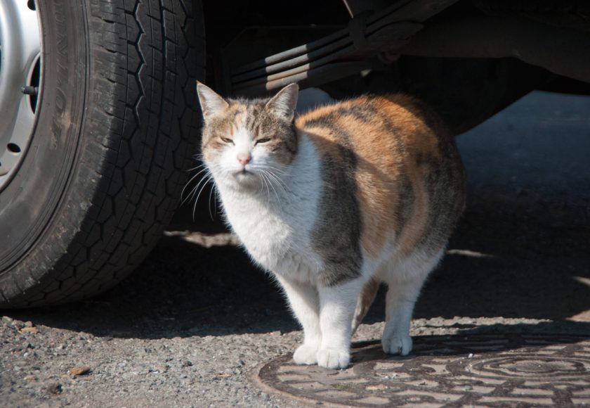 国立市の猫