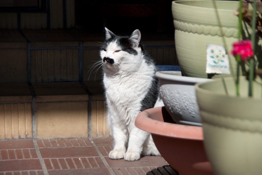 立川市の猫