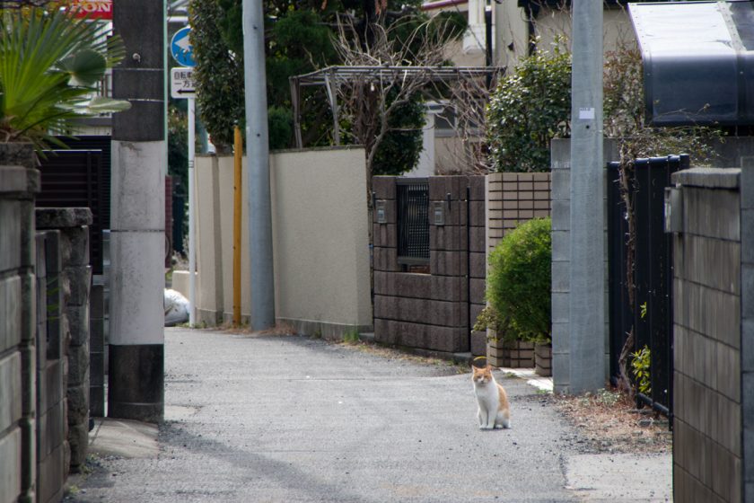 立川市の猫