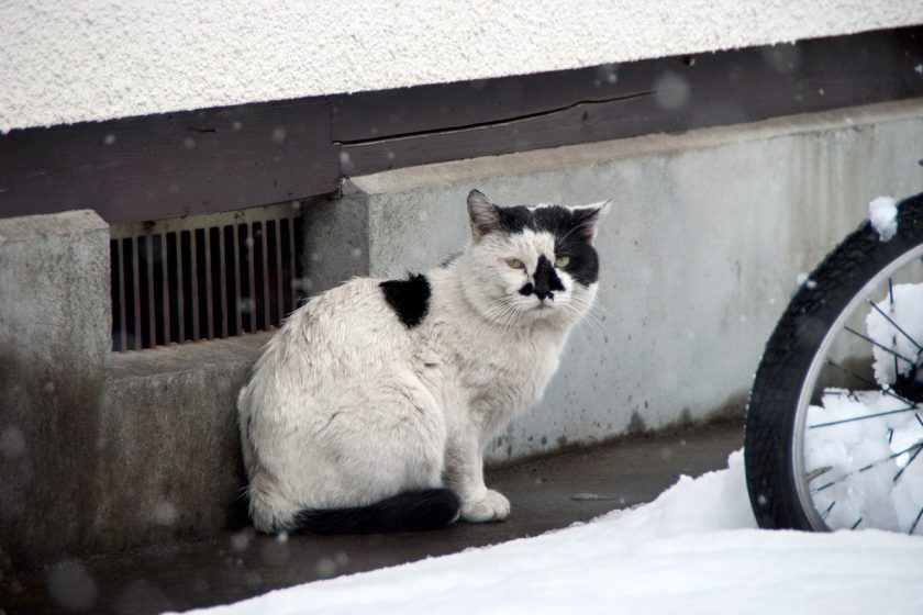 立川市の猫