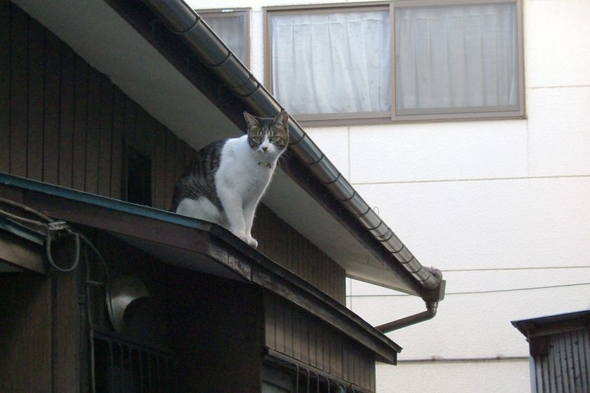 東村山市の猫