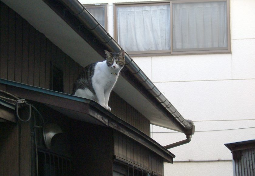東村山市の猫