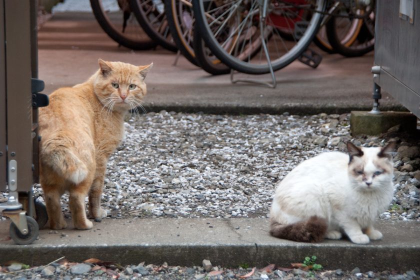 立川市の猫