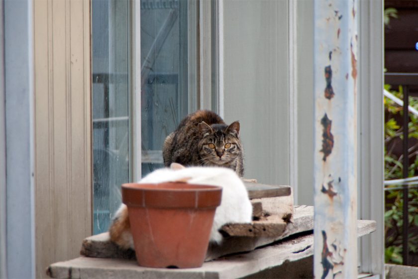 立川市の猫