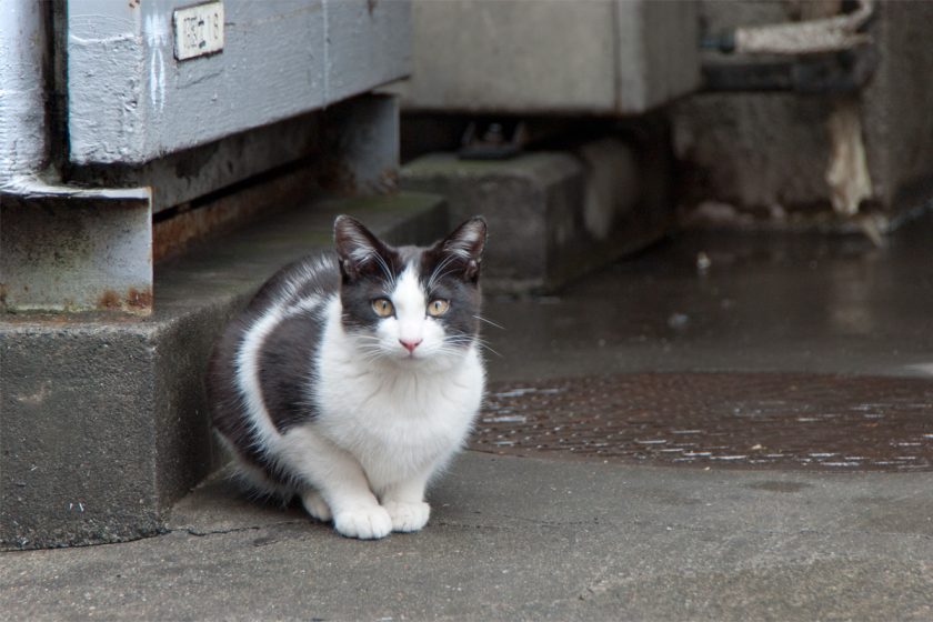 昭島市の猫