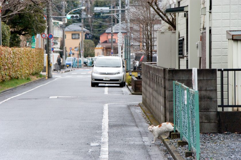 福生市の猫