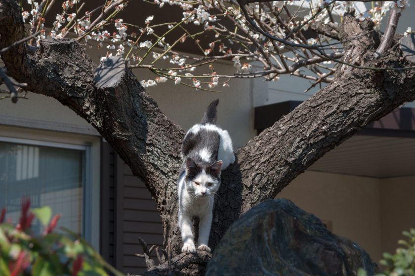 立川市の猫