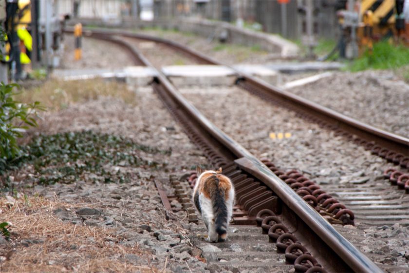 立川市の猫