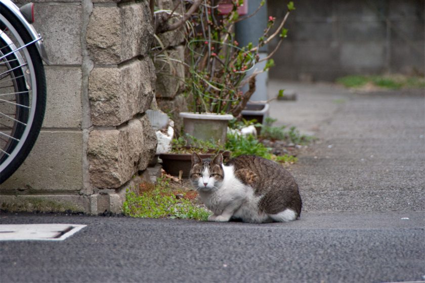 立川市の猫