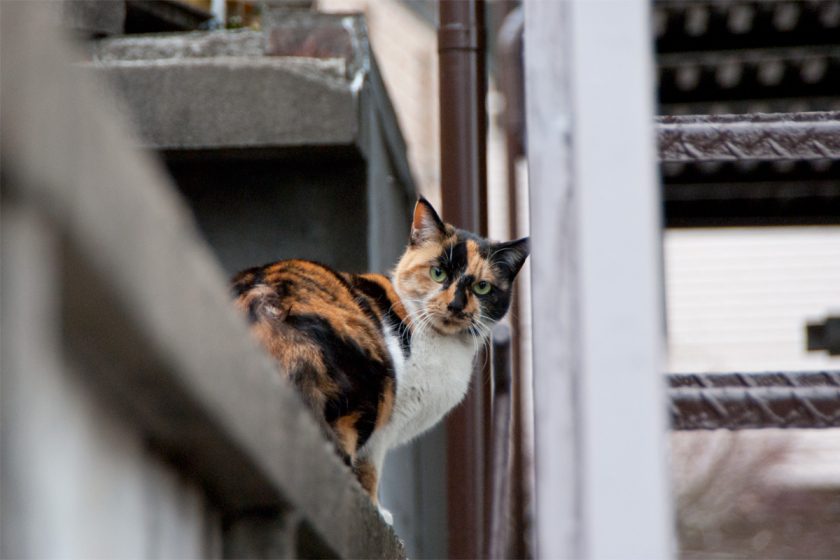 立川市の猫