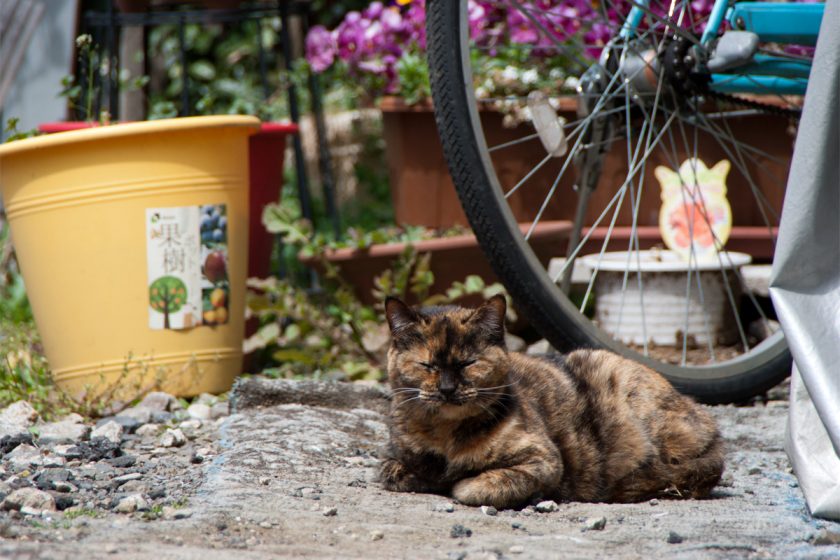 立川市の猫