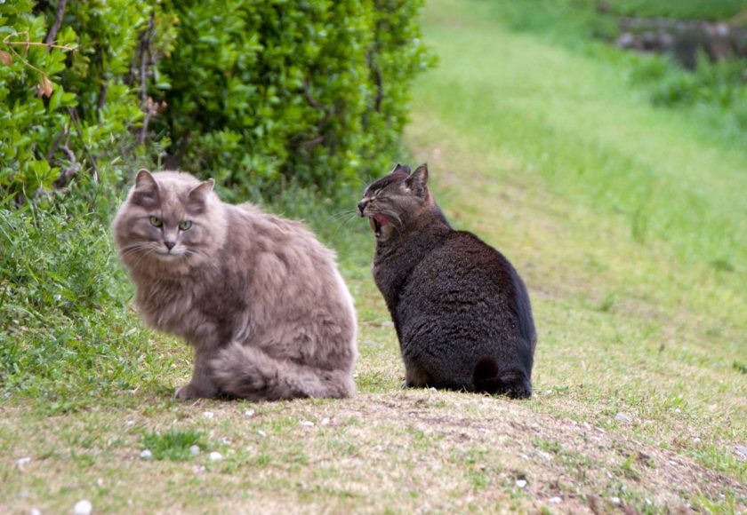 立川市の猫