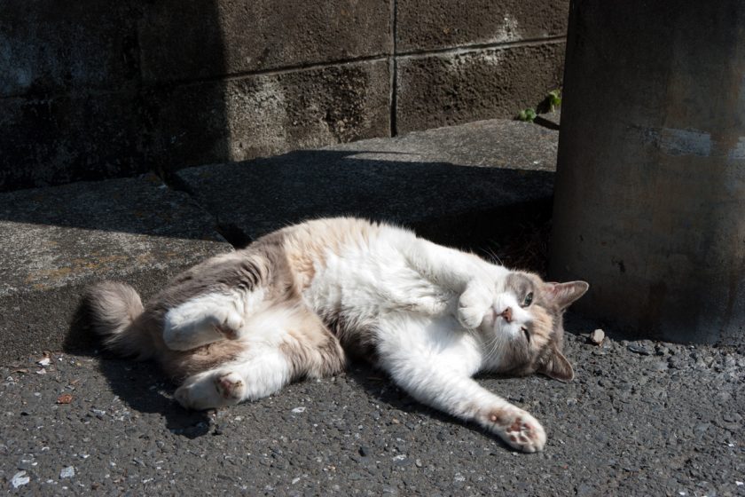 青梅市の猫