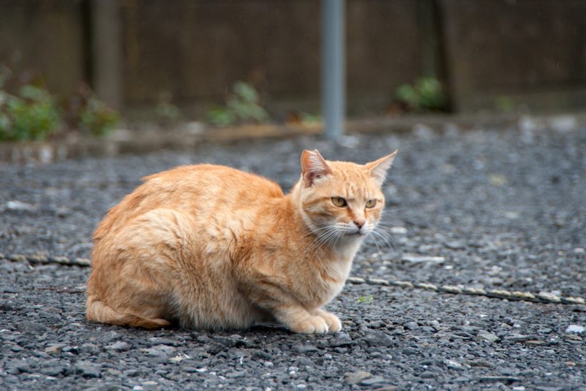 福生市の猫