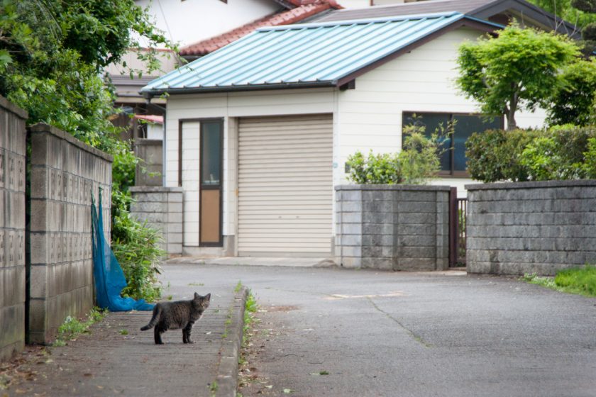 武蔵村山市の猫