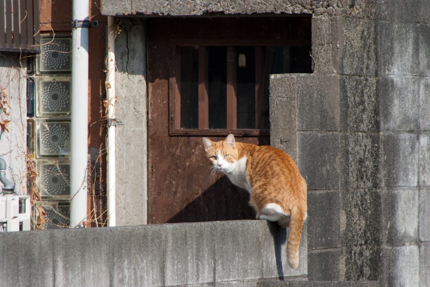 国分寺市の猫