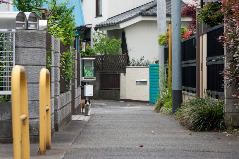 立川市の猫