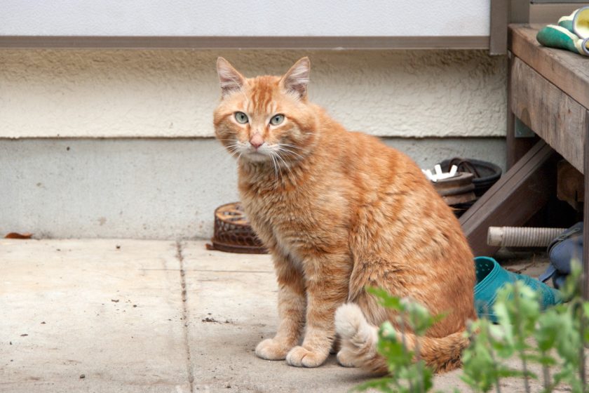 立川市の猫