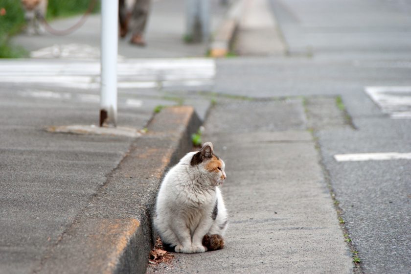 昭島市の猫