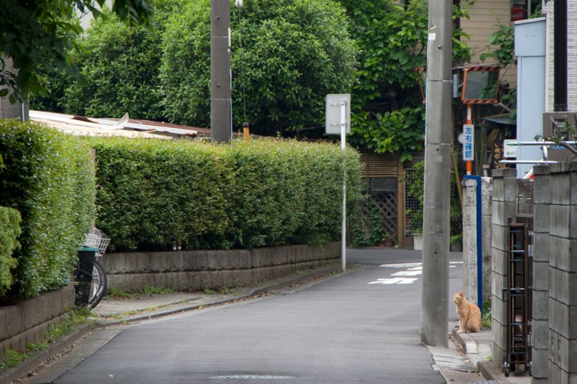 立川市の猫