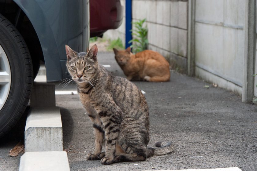 立川市の猫