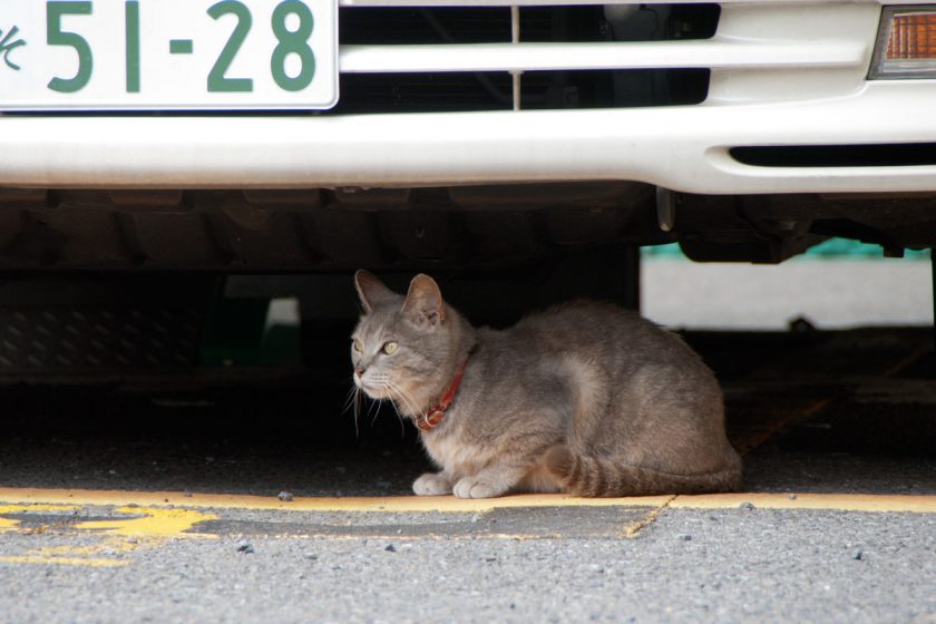 渋谷区の猫