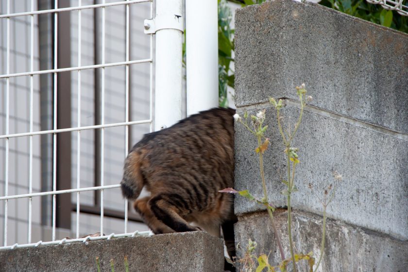 昭島市の猫