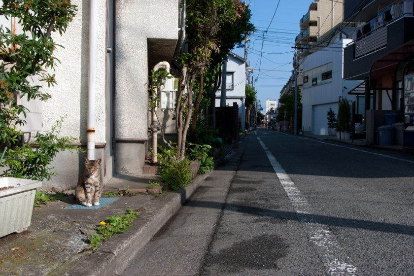 立川市の猫