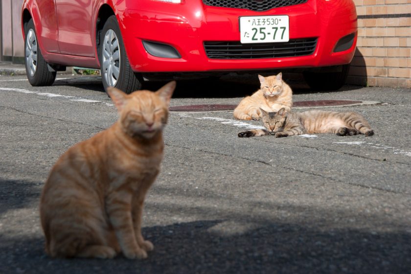 立川市の猫