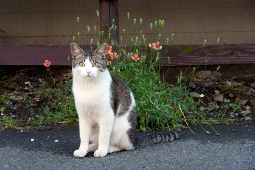 立川市の猫