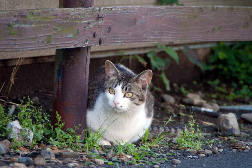 立川市の猫