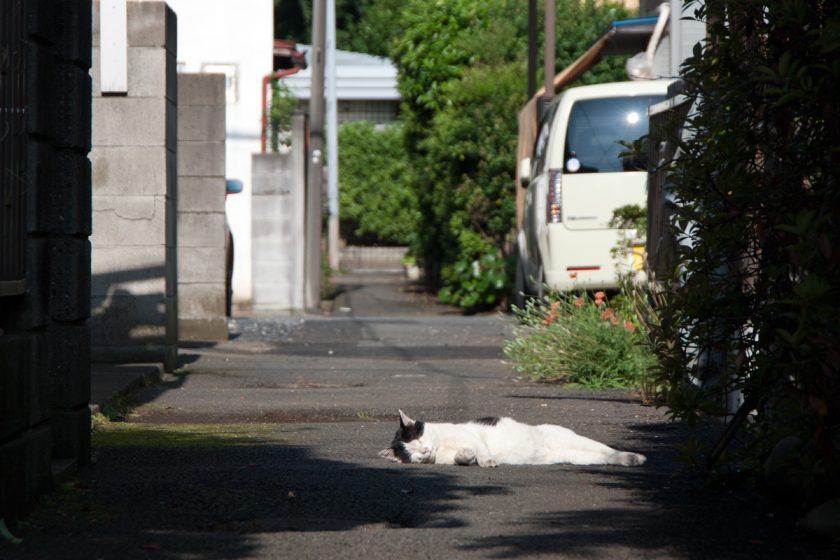 立川市の猫