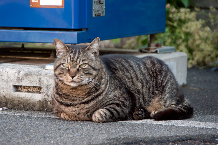 立川市の猫