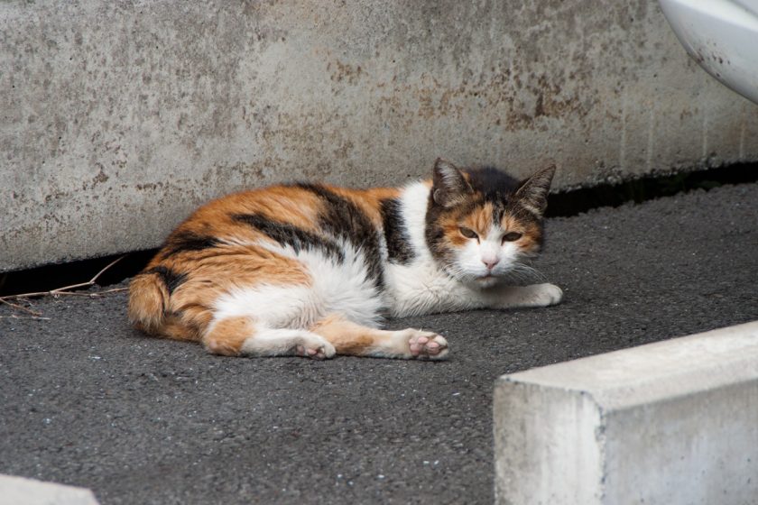 立川市の猫